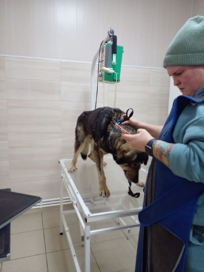 Брошенные животные, Дядя Федор, милосердие, помощь, Орехово-Зуево, люди