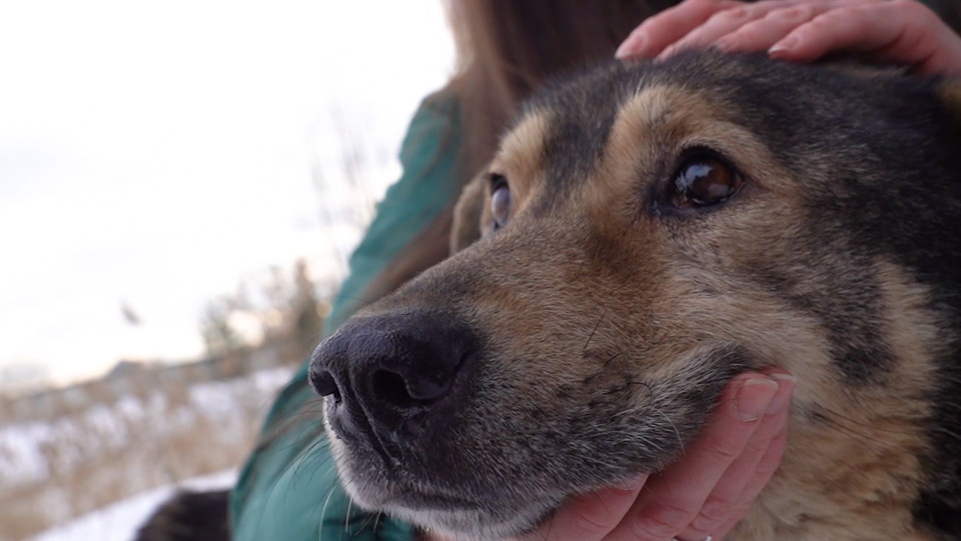 Брошенные животные, Дядя Федор, милосердие, помощь, Орехово-Зуево, люди