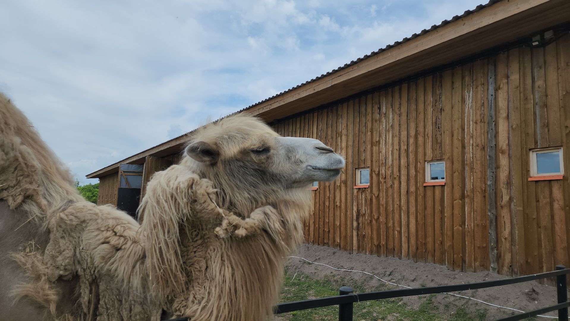 серпухов, подмосковье, агрокомплекс, верблюды,