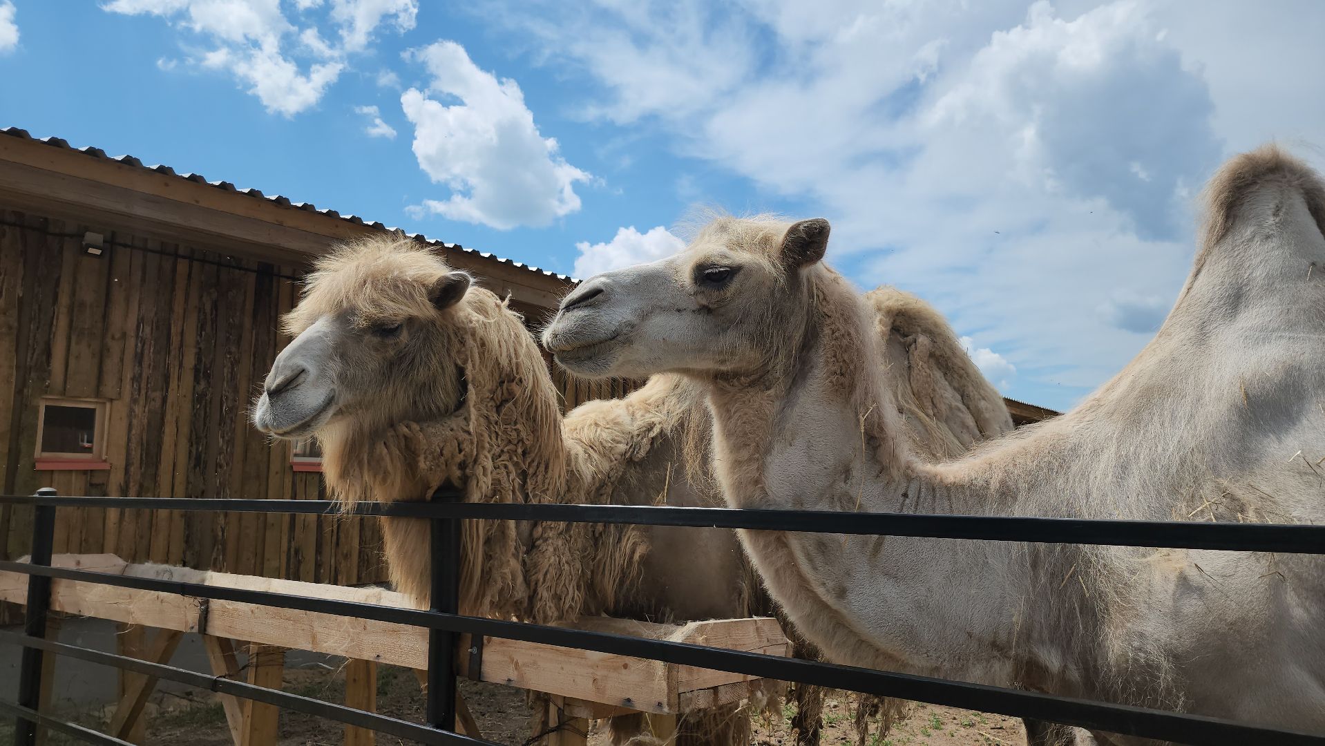 серпухов, подмосковье, агрокомплекс, верблюды,