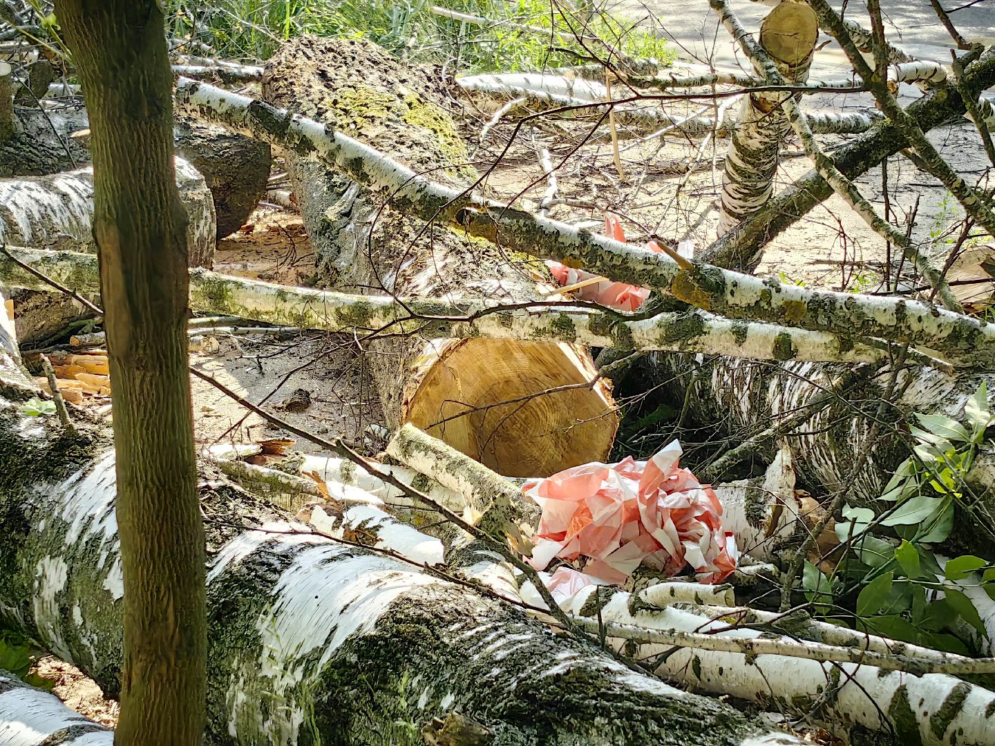 опил деревьев, пешеходная зона, сухие деревья, санитарная мера, щёлково,