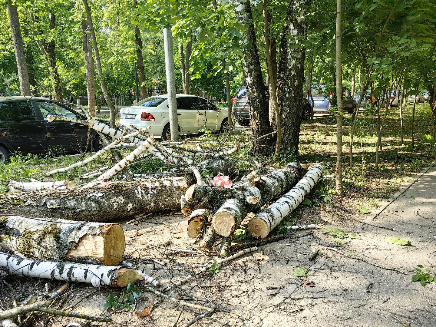 опил деревьев, пешеходная зона, сухие деревья, санитарная мера, щёлково,