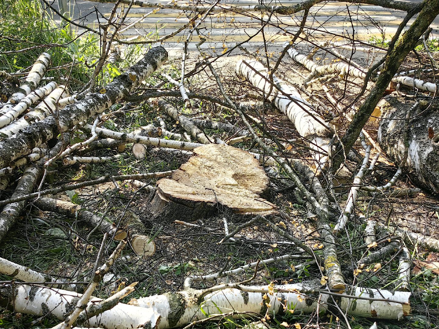 опил деревьев, пешеходная зона, сухие деревья, санитарная мера, щёлково,
