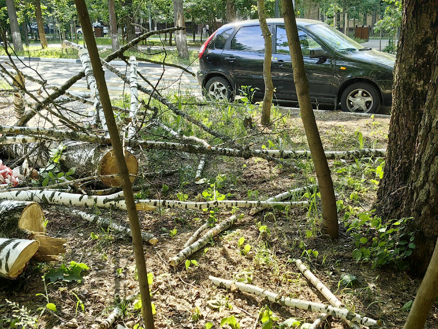 опил деревьев, пешеходная зона, сухие деревья, санитарная мера, щёлково,