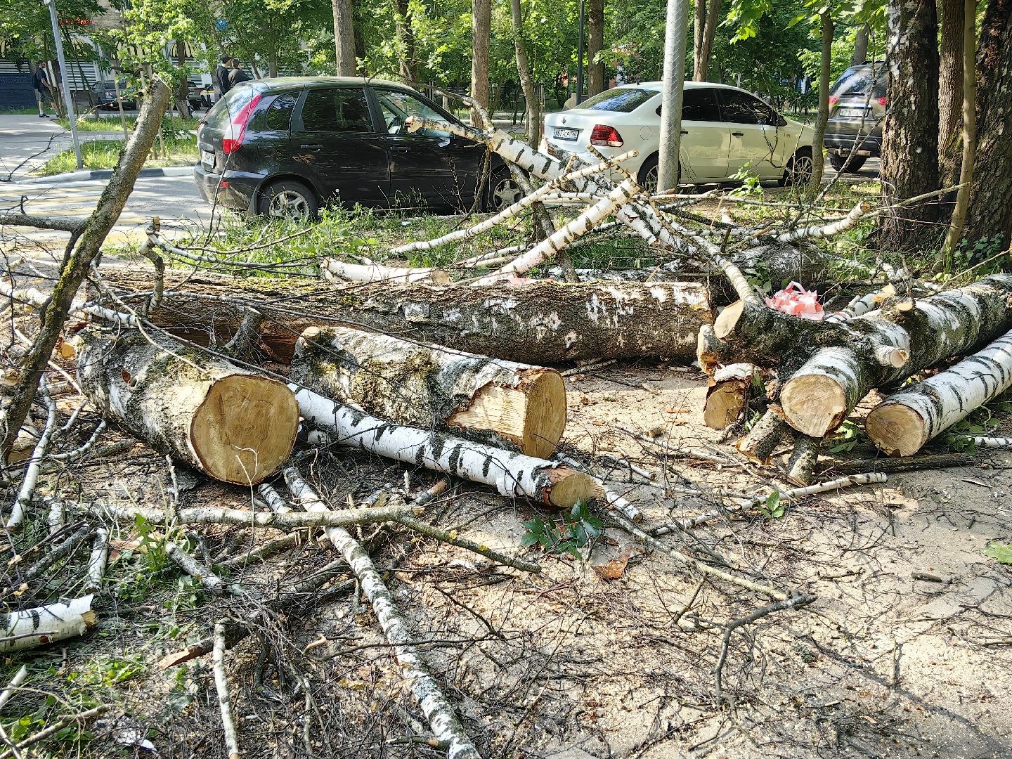 опил деревьев, пешеходная зона, сухие деревья, санитарная мера, щёлково,