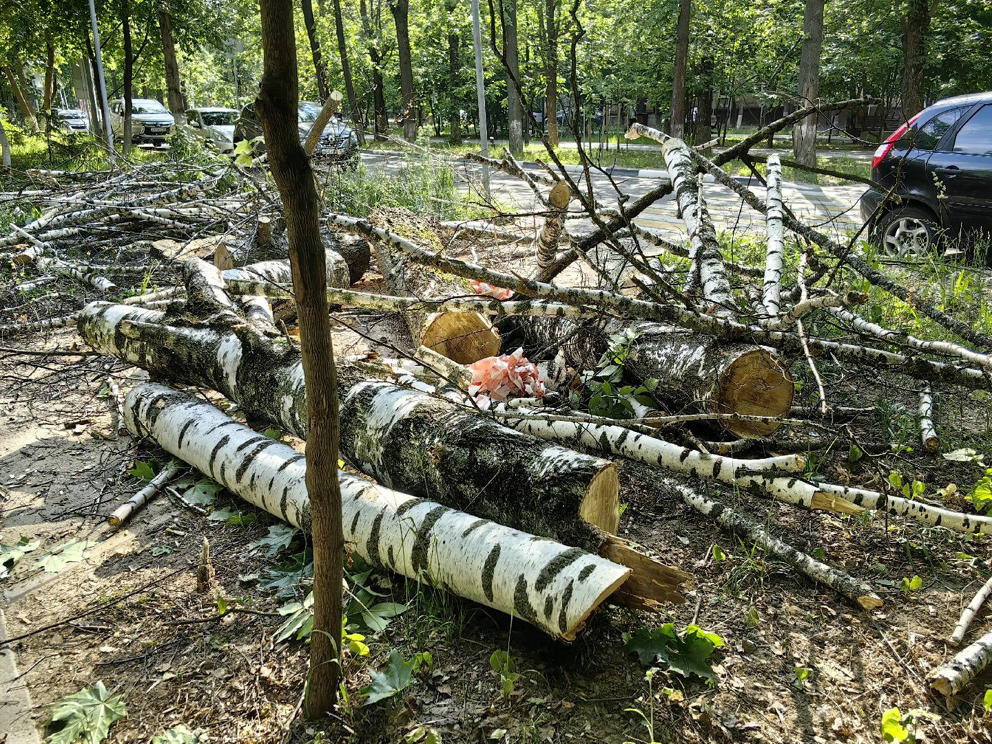 опил деревьев, пешеходная зона, сухие деревья, санитарная мера, щёлково,