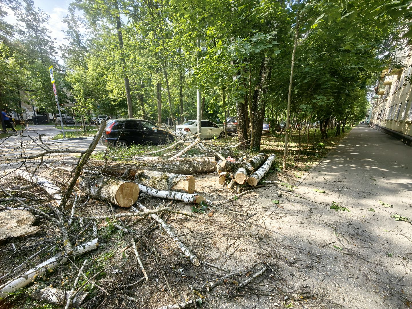 опил деревьев, пешеходная зона, сухие деревья, санитарная мера, щёлково,