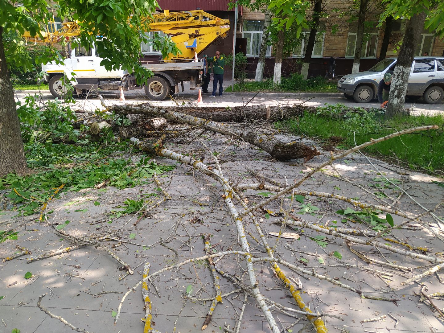 опил деревьев, пешеходная зона, сухие деревья, санитарная мера, щёлково,