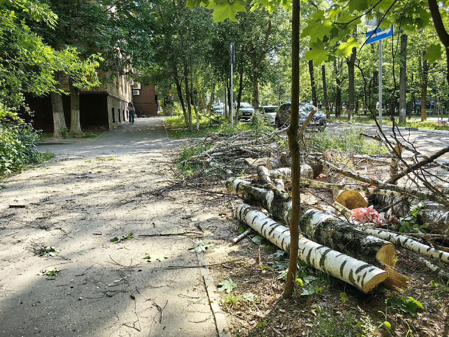 опил деревьев, пешеходная зона, сухие деревья, санитарная мера, щёлково,