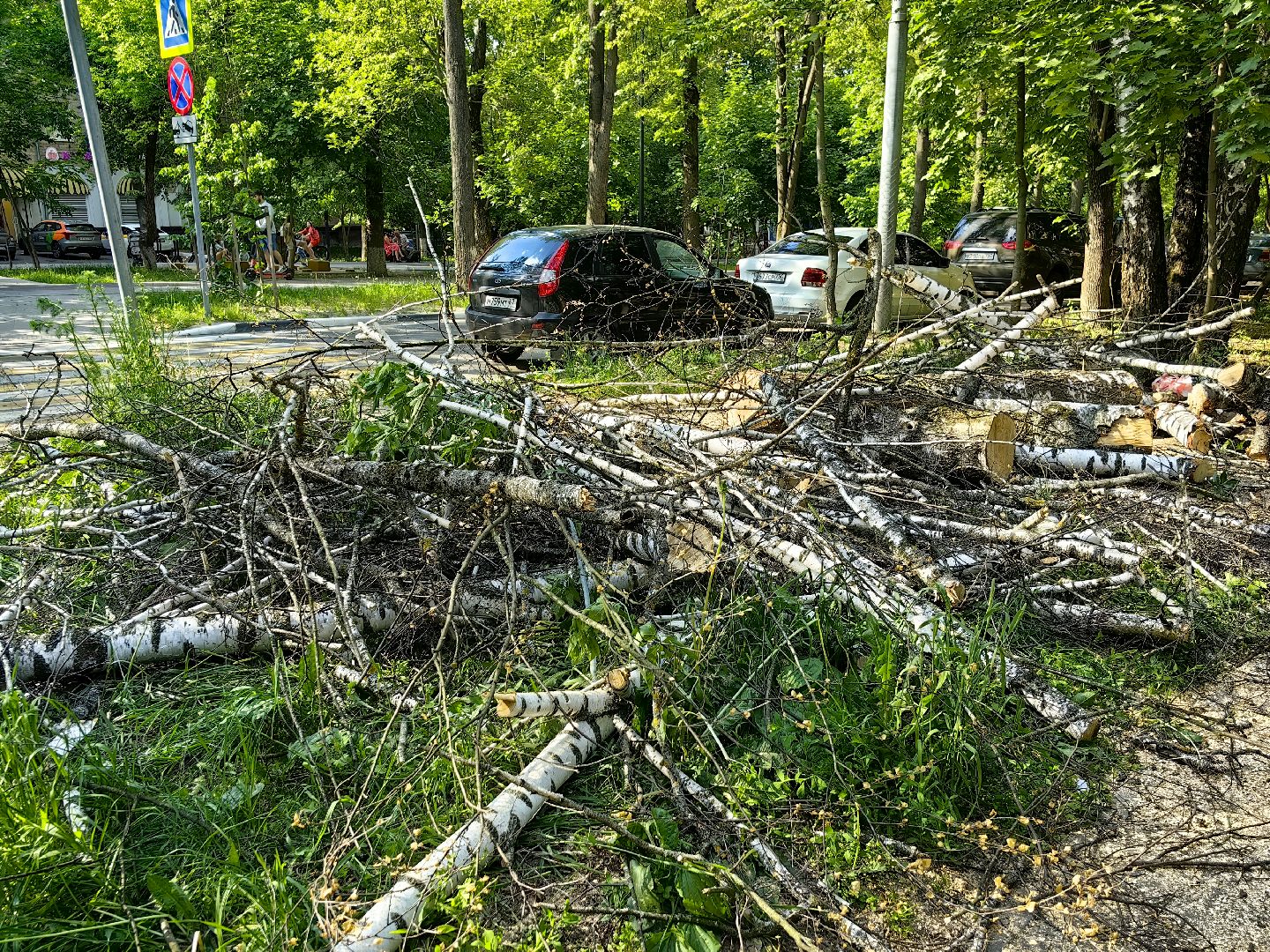 опил деревьев, пешеходная зона, сухие деревья, санитарная мера, щёлково,