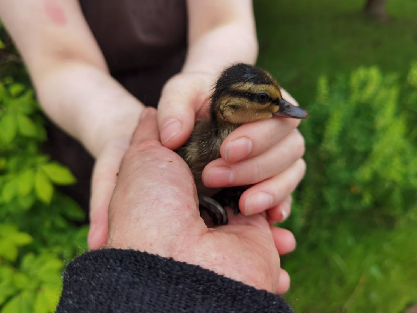 Сергиев Посад, Мособлпожспас, Спасатели, Утята, Природа,