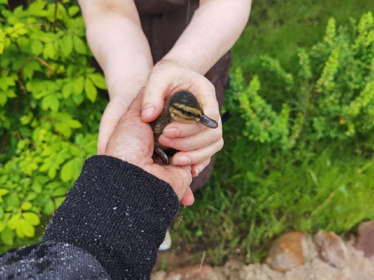Сергиев Посад, Мособлпожспас, Спасатели, Утята, Природа,