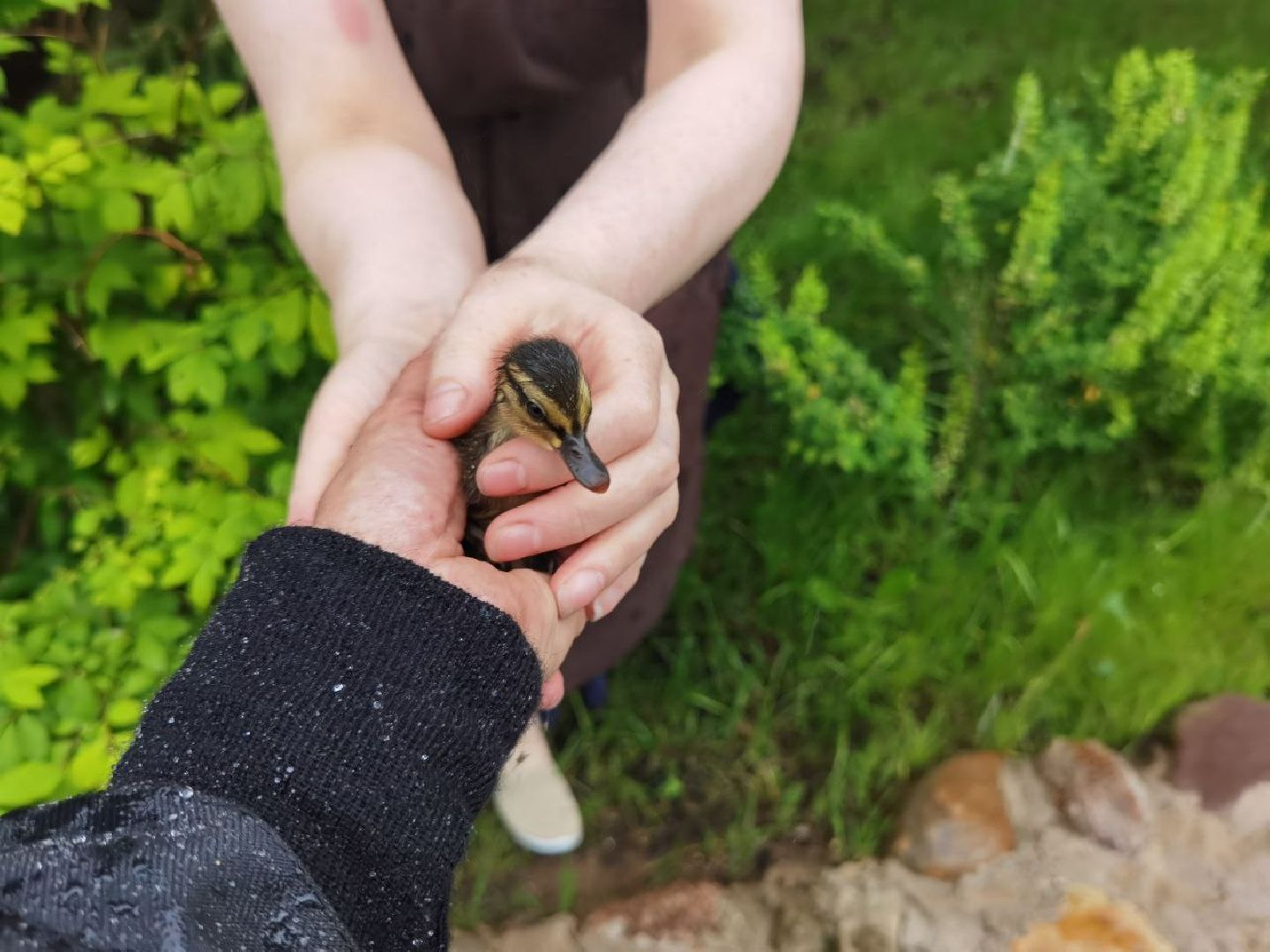 Сергиев Посад, Мособлпожспас, Спасатели, Утята, Природа,