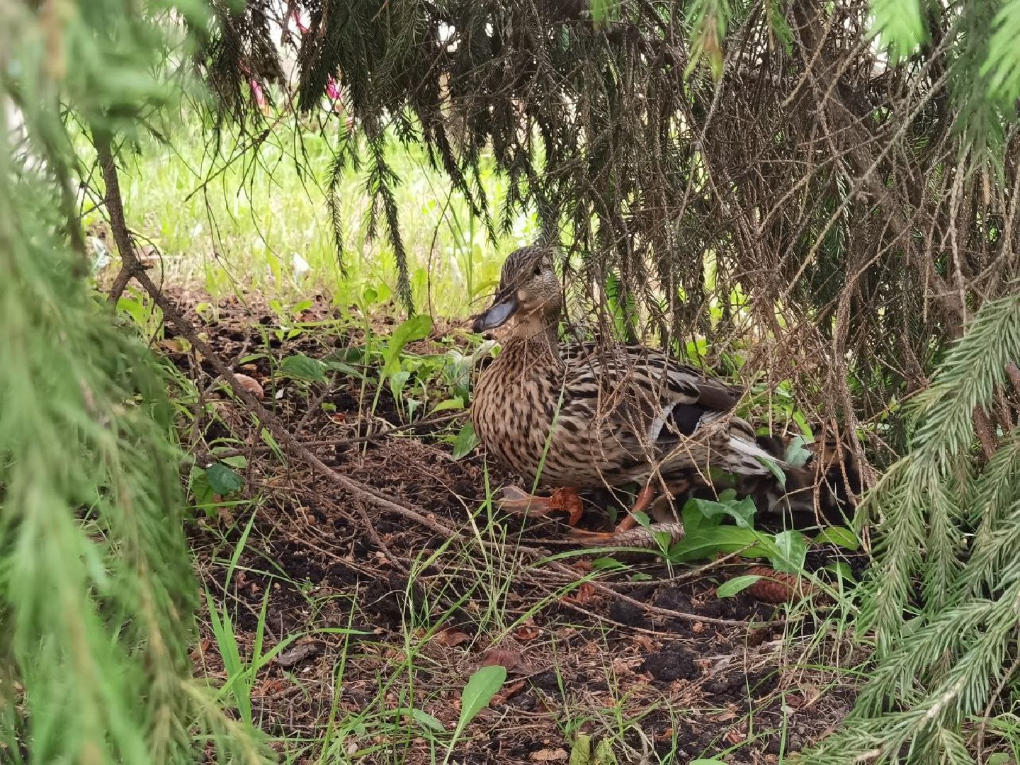 Сергиев Посад, Мособлпожспас, Спасатели, Утята, Природа,