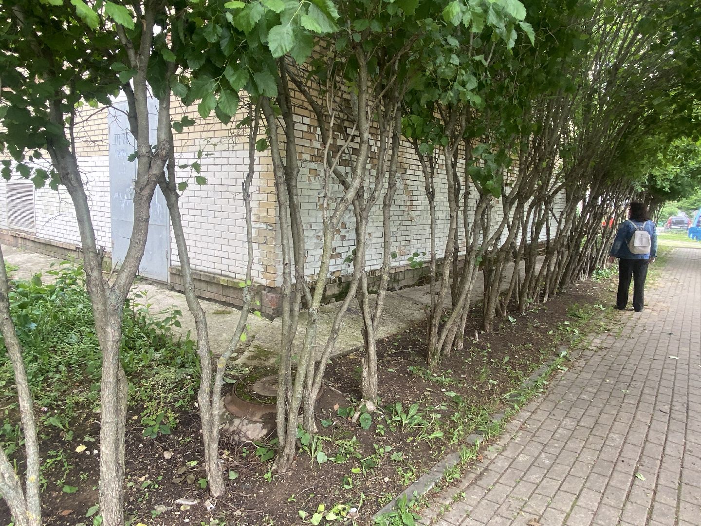 Власиха Школьный, Власиха Тополек, обход территории Власиха, контроль уборки, содержание территории,