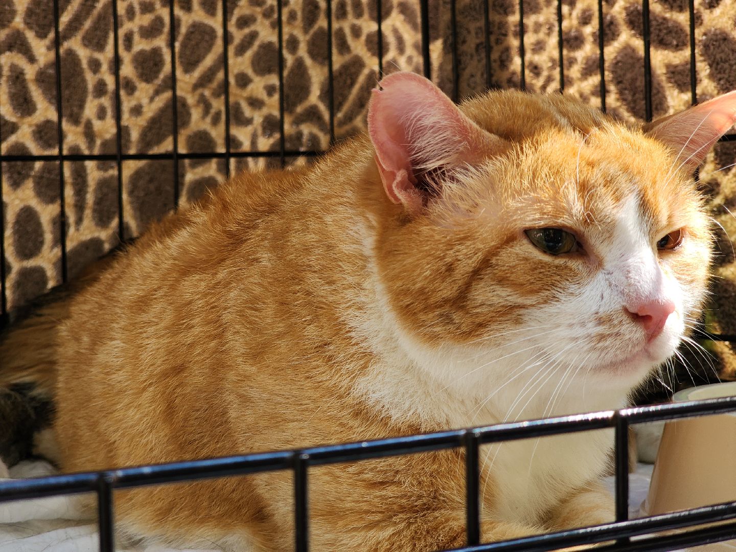 Звенигород, Акции, Зооволонтры Подмосковья,