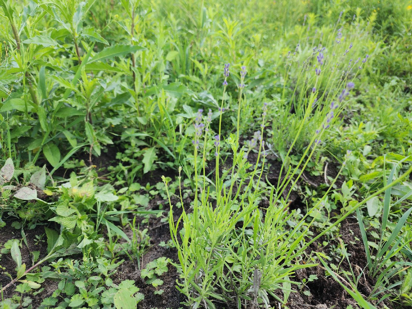 агротуризм, орехово-зуевский округ,поле лаванды,