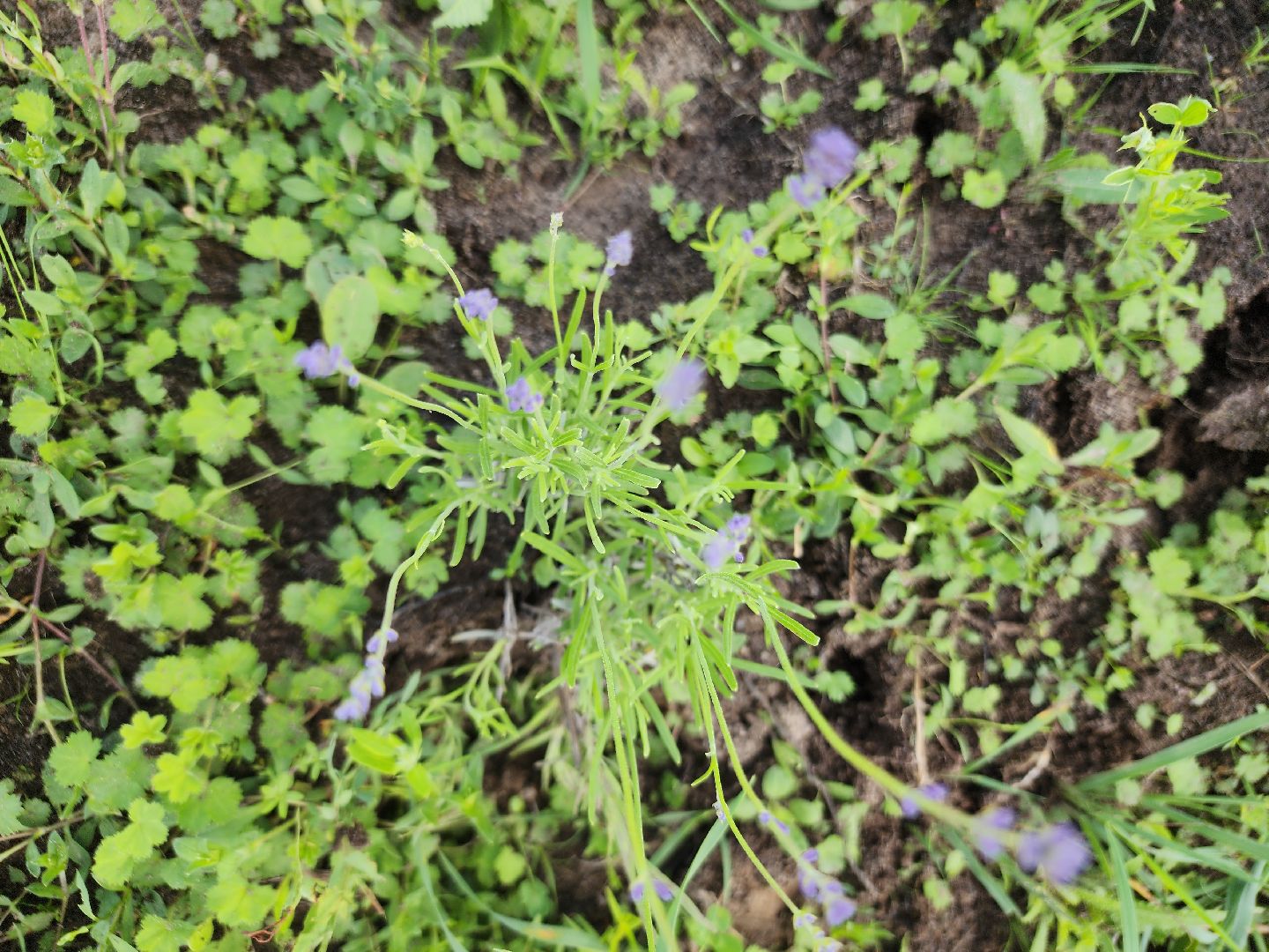 агротуризм, орехово-зуевский округ,поле лаванды,