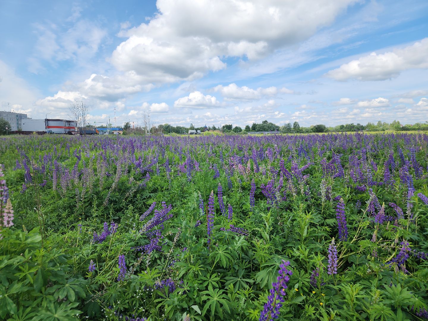 агротуризм, орехово-зуевский округ,поле лаванды,