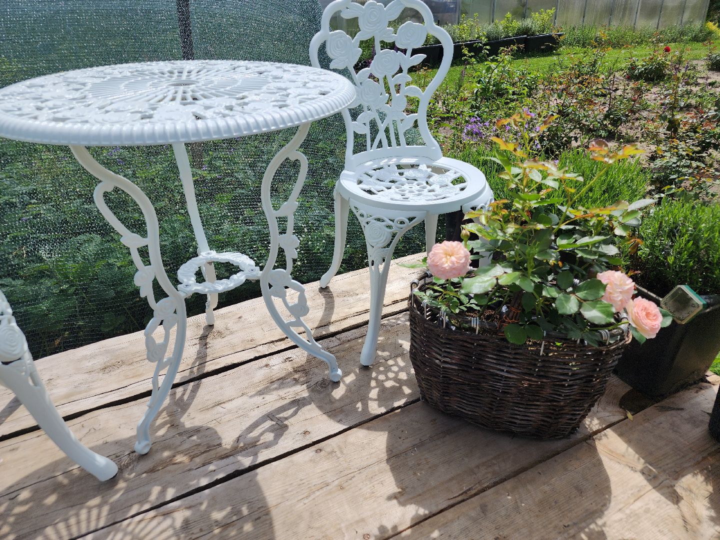 агротуризм, орехово-зуевский округ,поле лаванды,