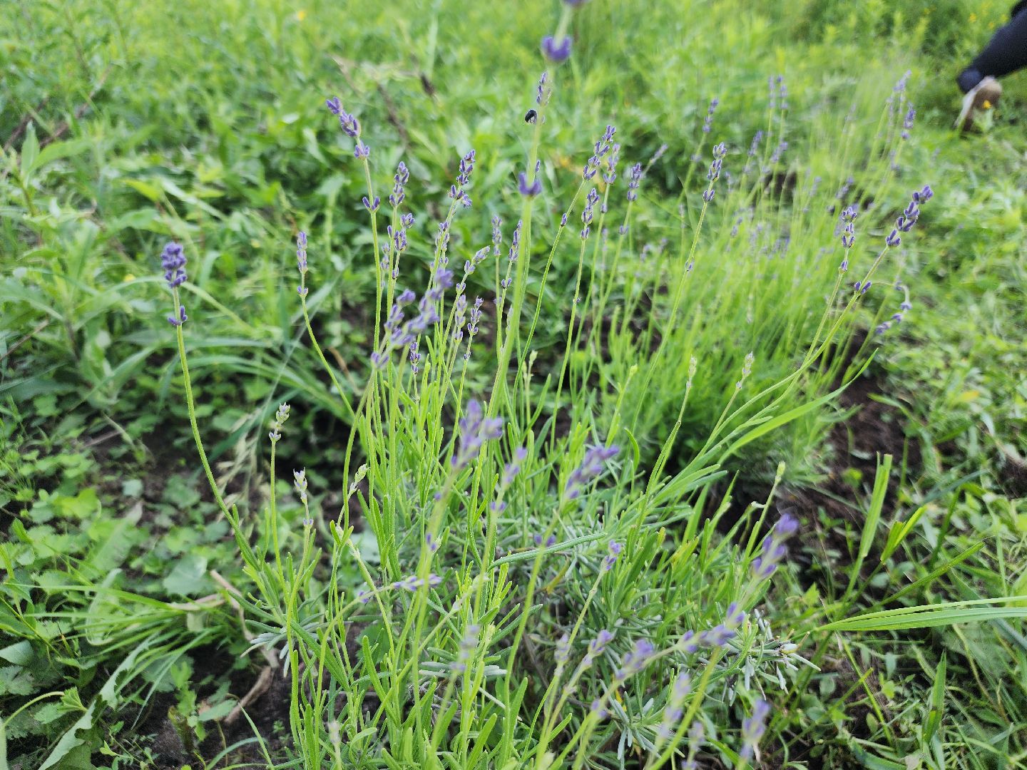 агротуризм, орехово-зуевский округ,поле лаванды,