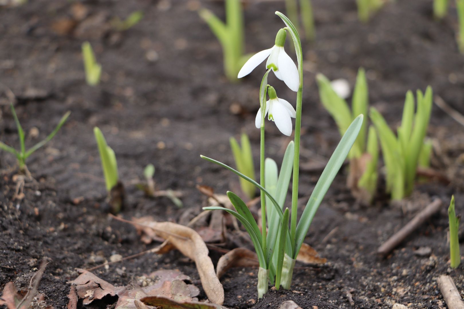 перемены, Серебряные Пруды, весна
