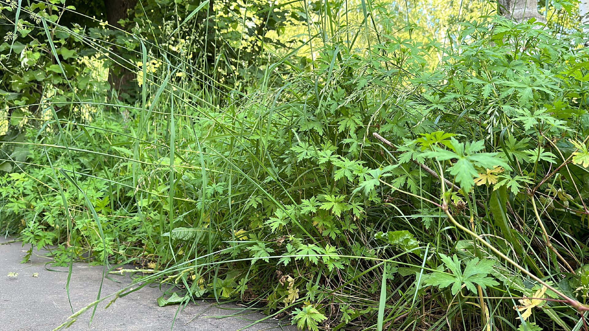 Клин, общество, ЖКХ, благоустройство, выездная администрация,