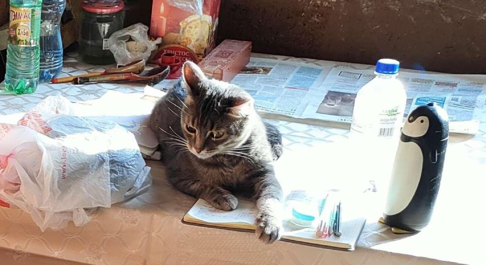 Балашиха Подмосковье, Мособлпожспас, животные, 112, спасатели