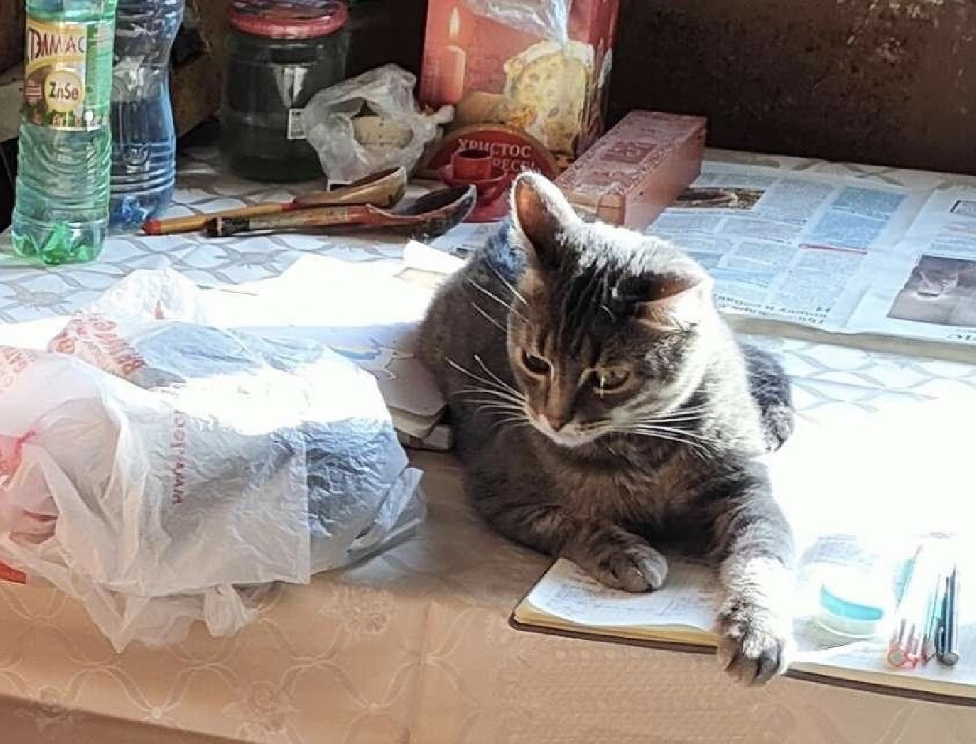 Балашиха Подмосковье, Мособлпожспас, животные, 112, спасатели