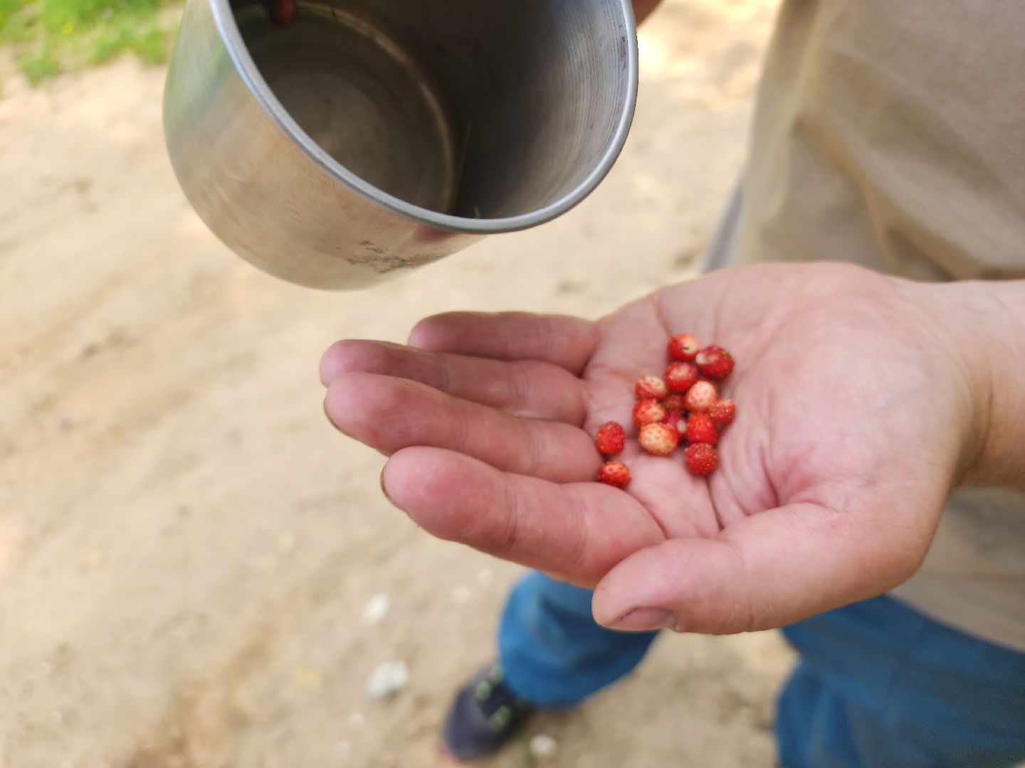 ступино, земляника в подмосковье, Первые ягоды,