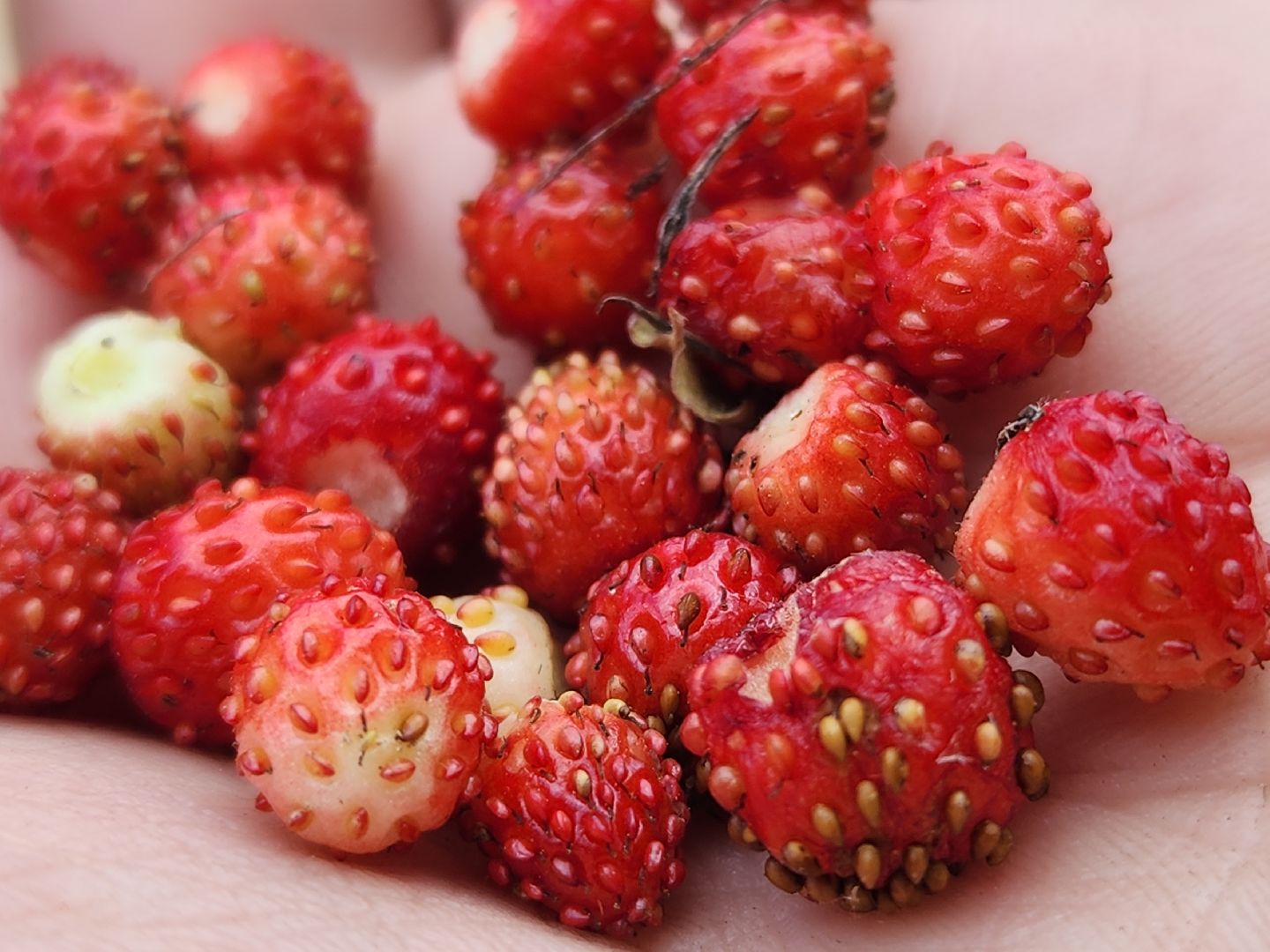 ступино, земляника в подмосковье, Первые ягоды,