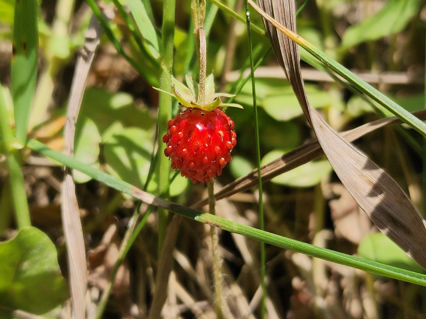 ступино, земляника в подмосковье, Первые ягоды,