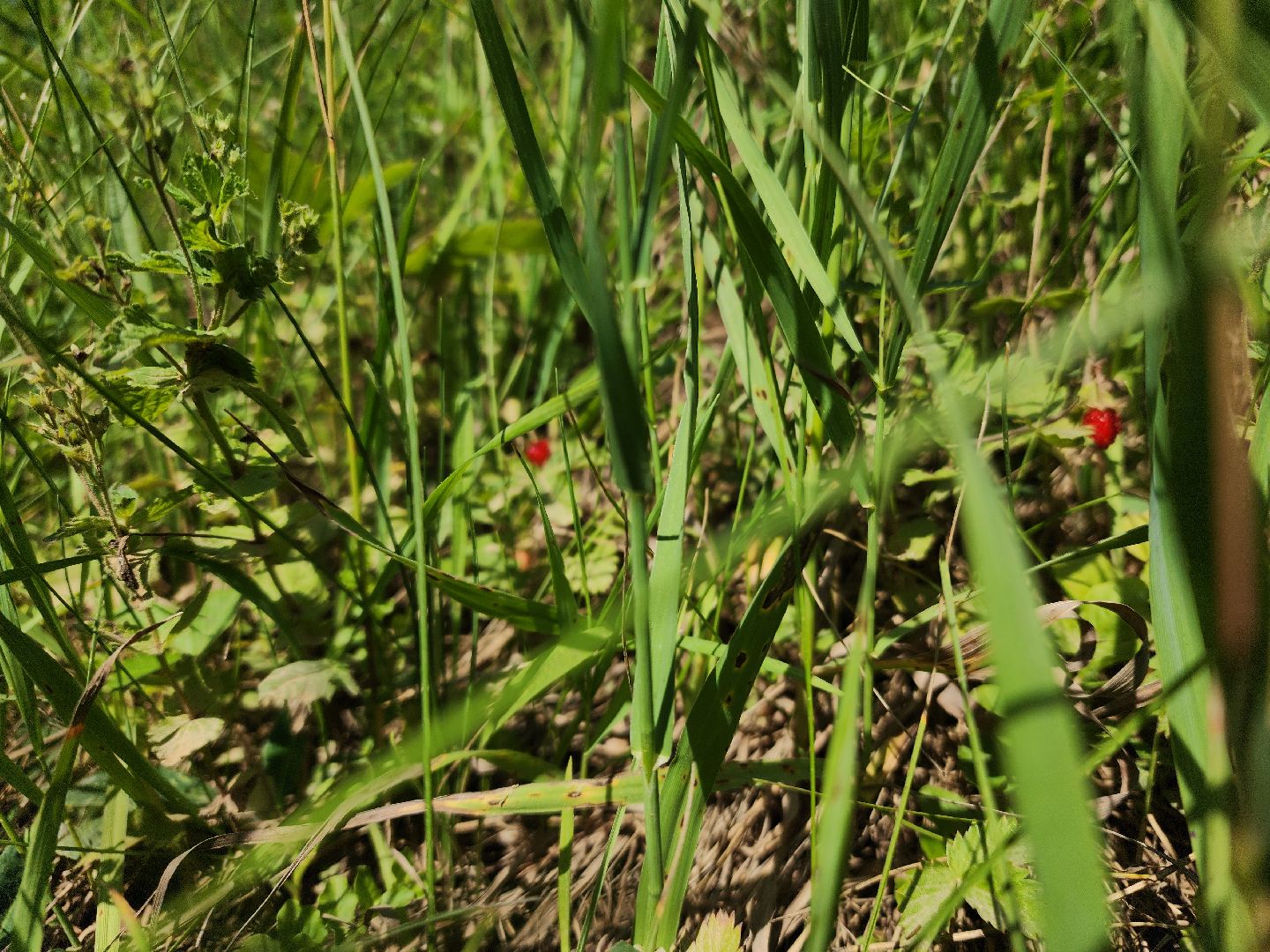 ступино, земляника в подмосковье, Первые ягоды,