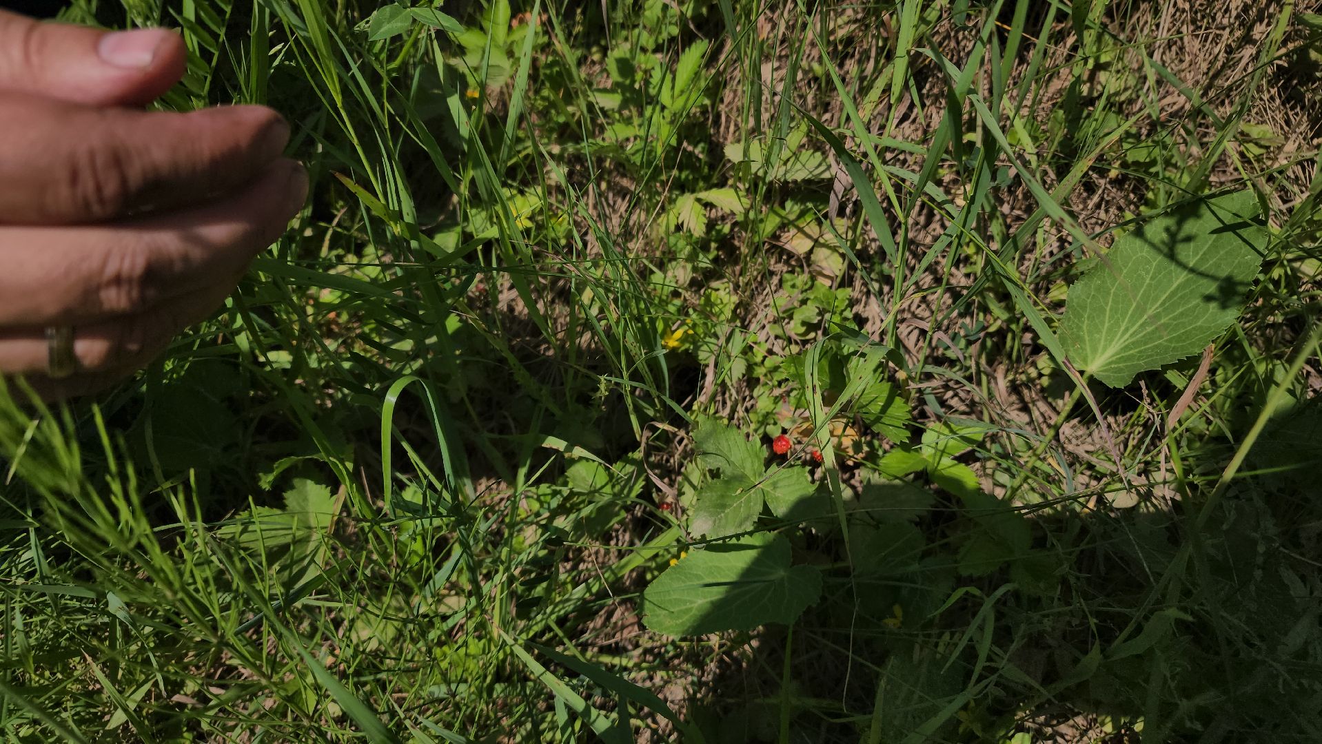 ступино, земляника в подмосковье, Первые ягоды,