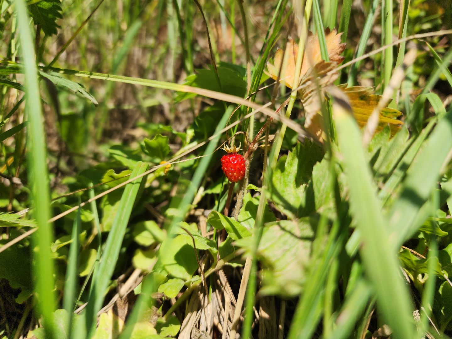 ступино, земляника в подмосковье, Первые ягоды,