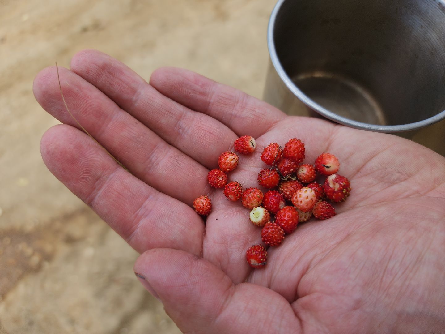 ступино, земляника в подмосковье, Первые ягоды,