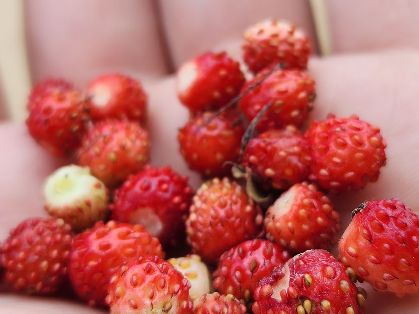 ступино, земляника в подмосковье, Первые ягоды,