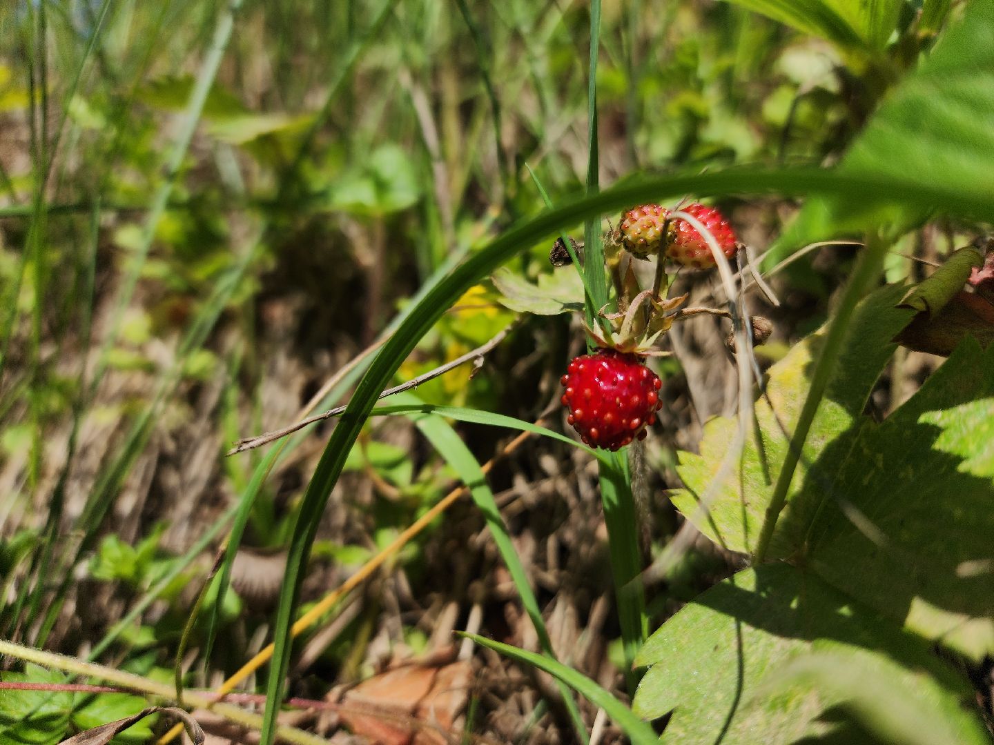 ступино, земляника в подмосковье, Первые ягоды,