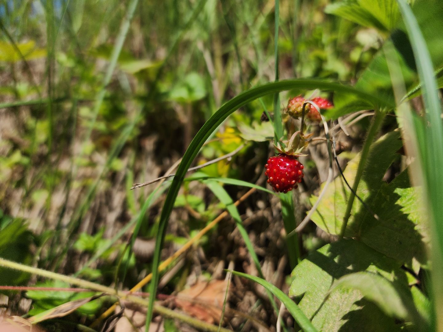ступино, земляника в подмосковье, Первые ягоды,