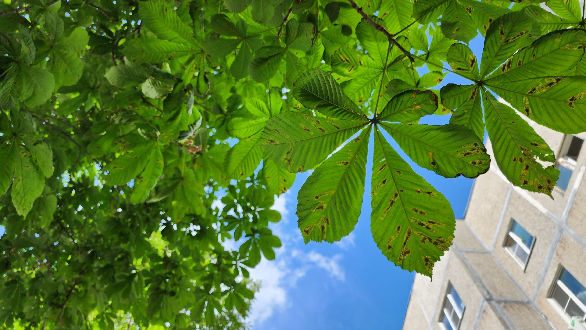 кашира, комплексное благоустройство дворов, мкд, парковки, входные группы, тротуар, каштаны, озеленение,