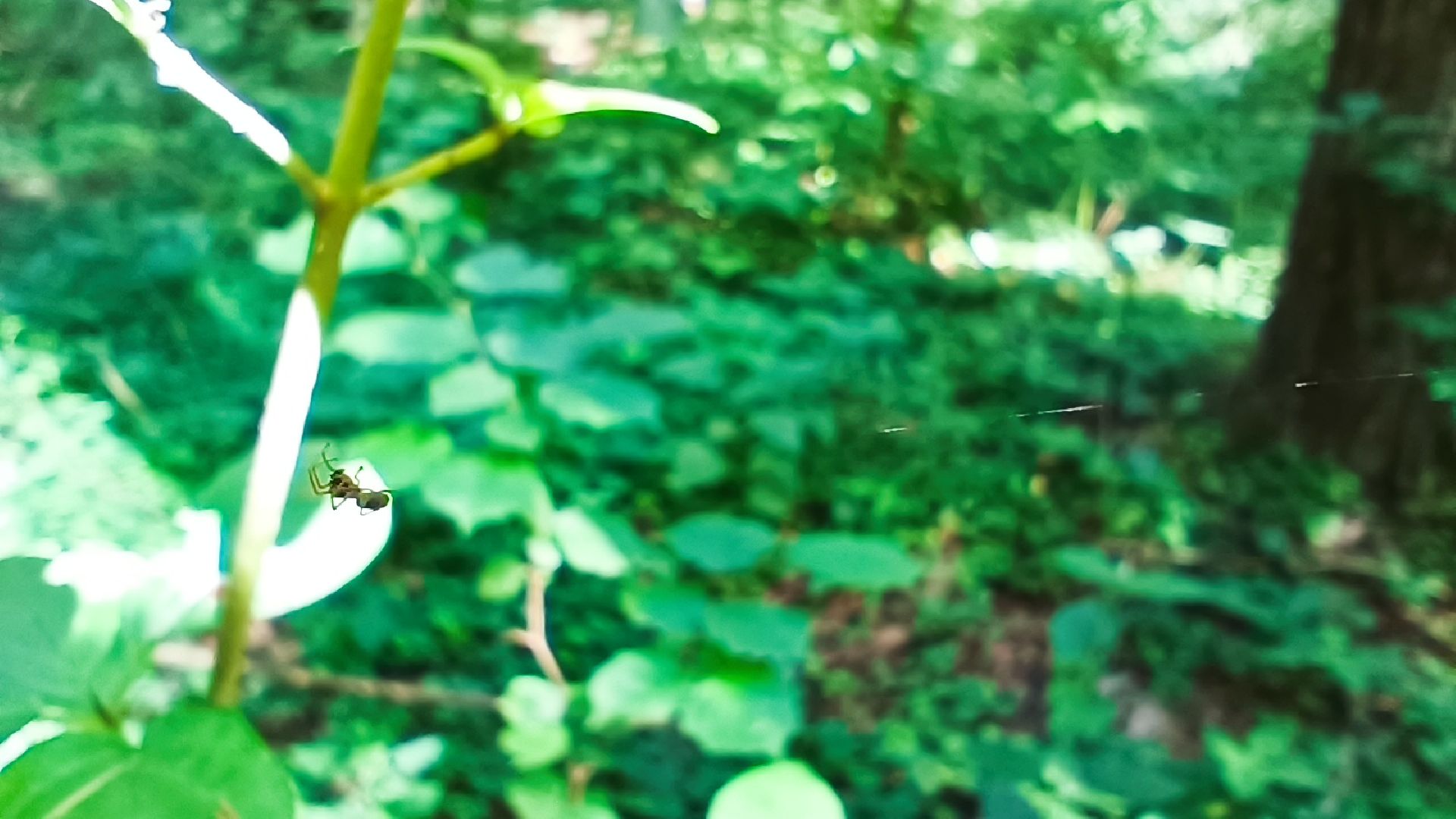 чистый лес, лобня, экология, казаки,