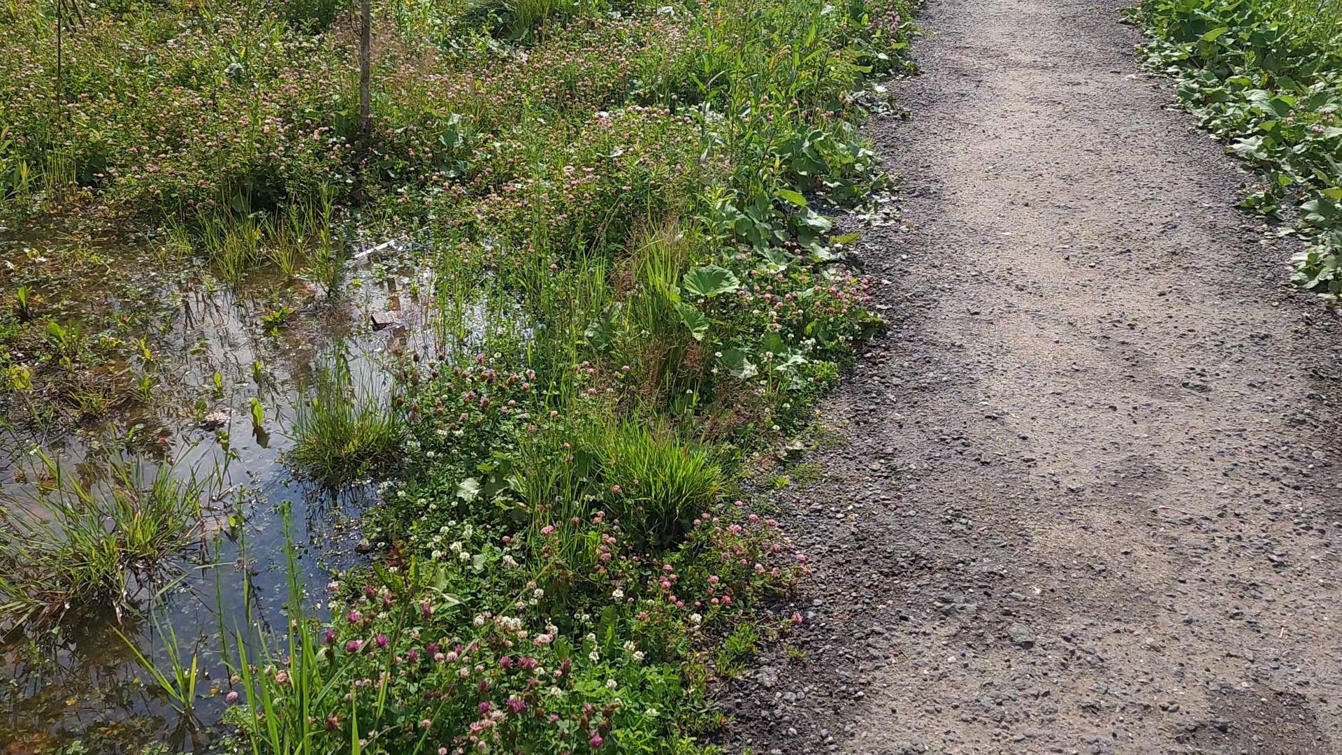Одинцово, жаворонки, пешком, губернаторская программа,