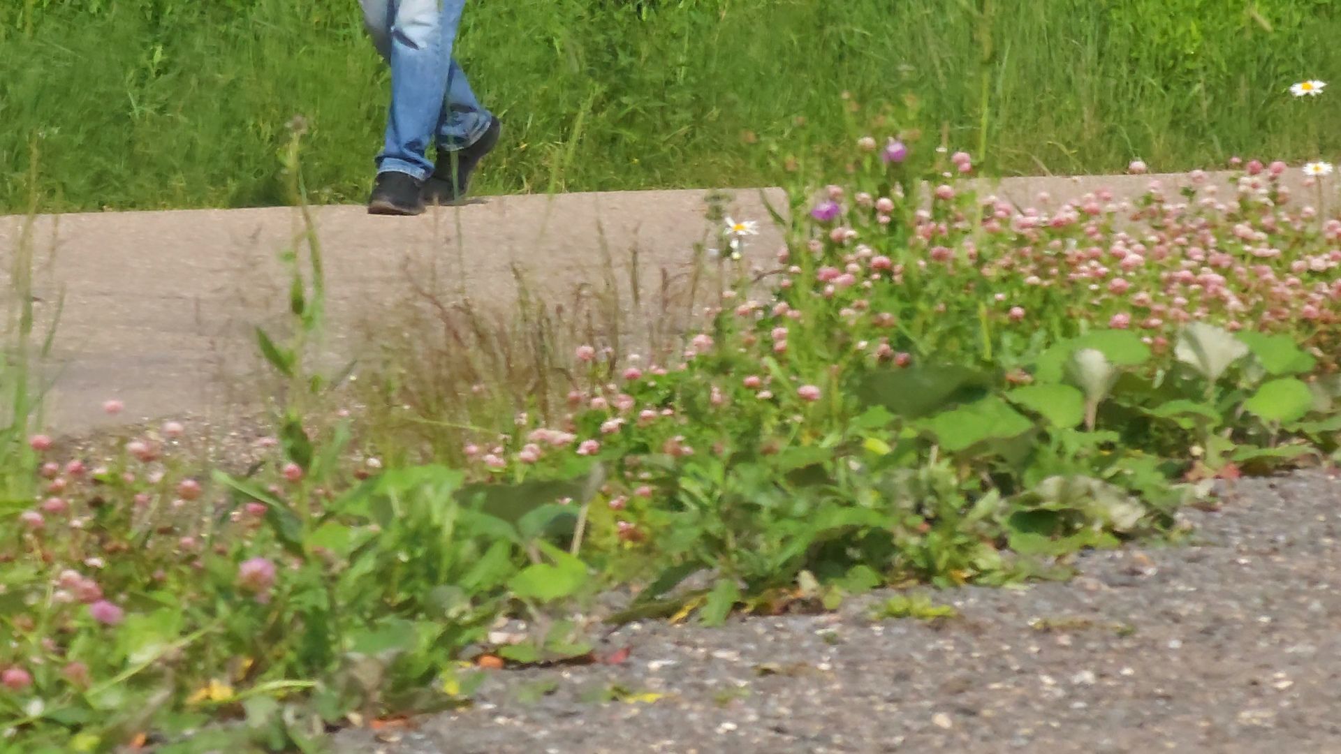 Одинцово, жаворонки, пешком, губернаторская программа,