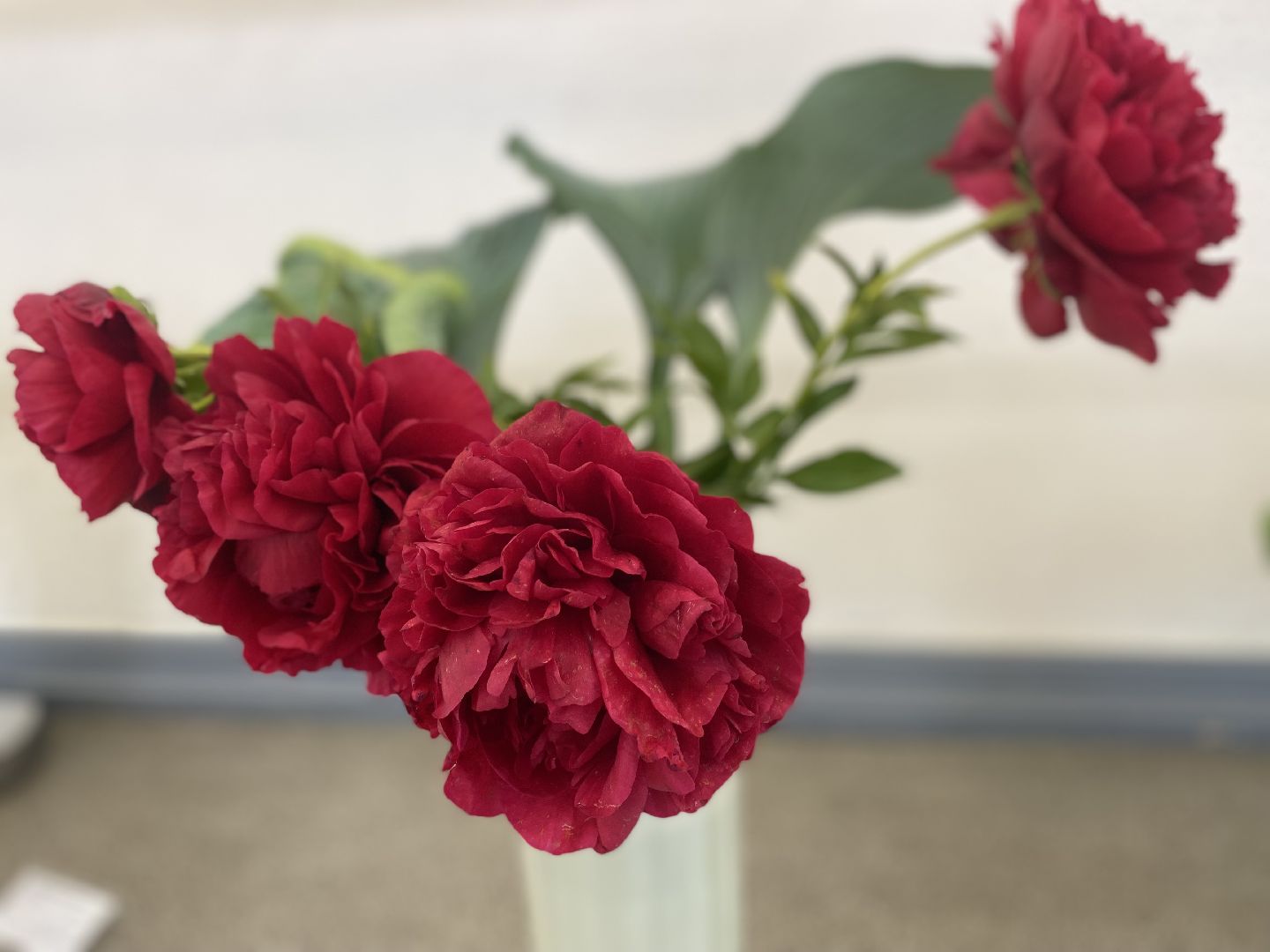 цветы, коломна