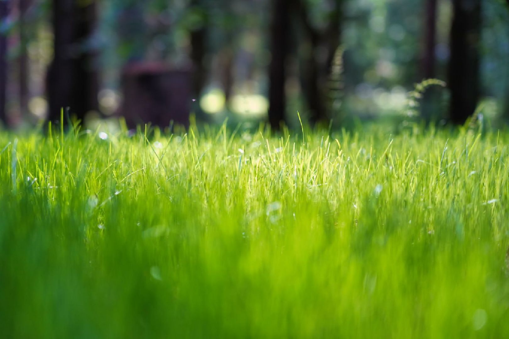 Сергиев Посад, Парки в лесу, Сергиево-Посадский городской округ, Лесопарк, Благоустройство, Загорское море,