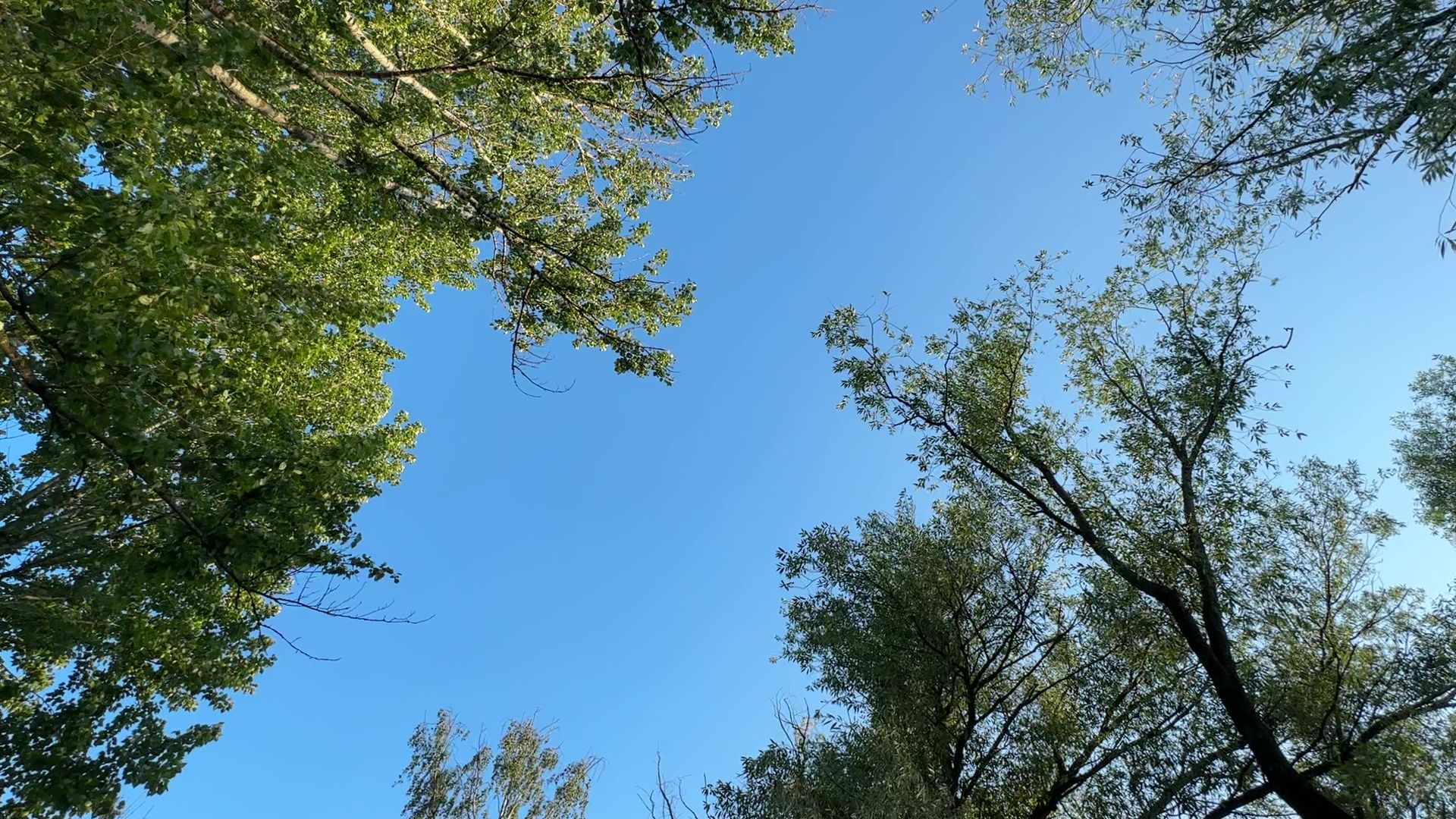 Реутов, парк, спаси дерево, рисунки, художник,