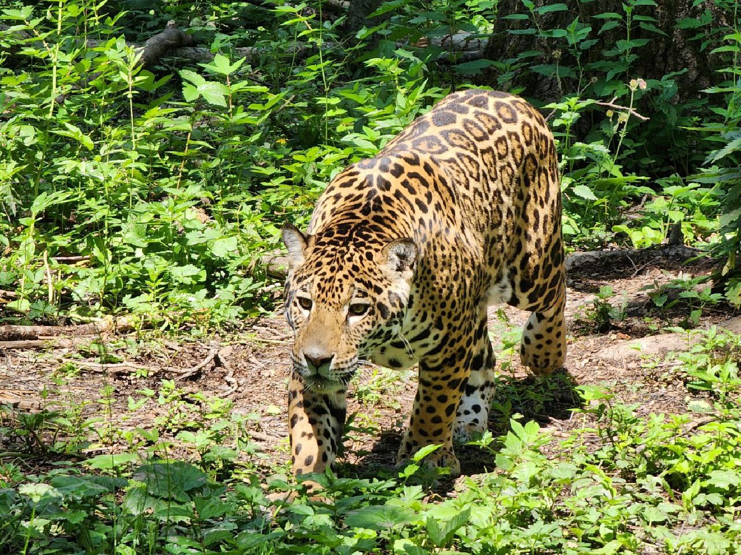 можайск, можайский городской округ, подмосковье, сафари-парк, подмосковный сафари-парк, туризм, парк тигров, хищные кошки, хищники, пума, леопард,