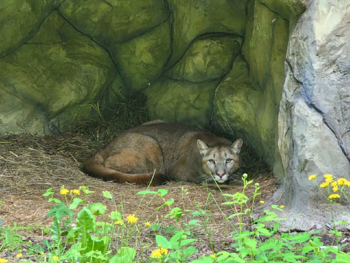 можайск, можайский городской округ, подмосковье, сафари-парк, подмосковный сафари-парк, туризм, парк тигров, хищные кошки, хищники, пума, леопард,