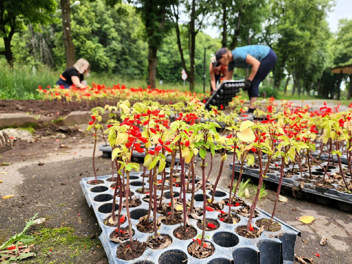 пущино, серпухов, благоустройство, клумбы,