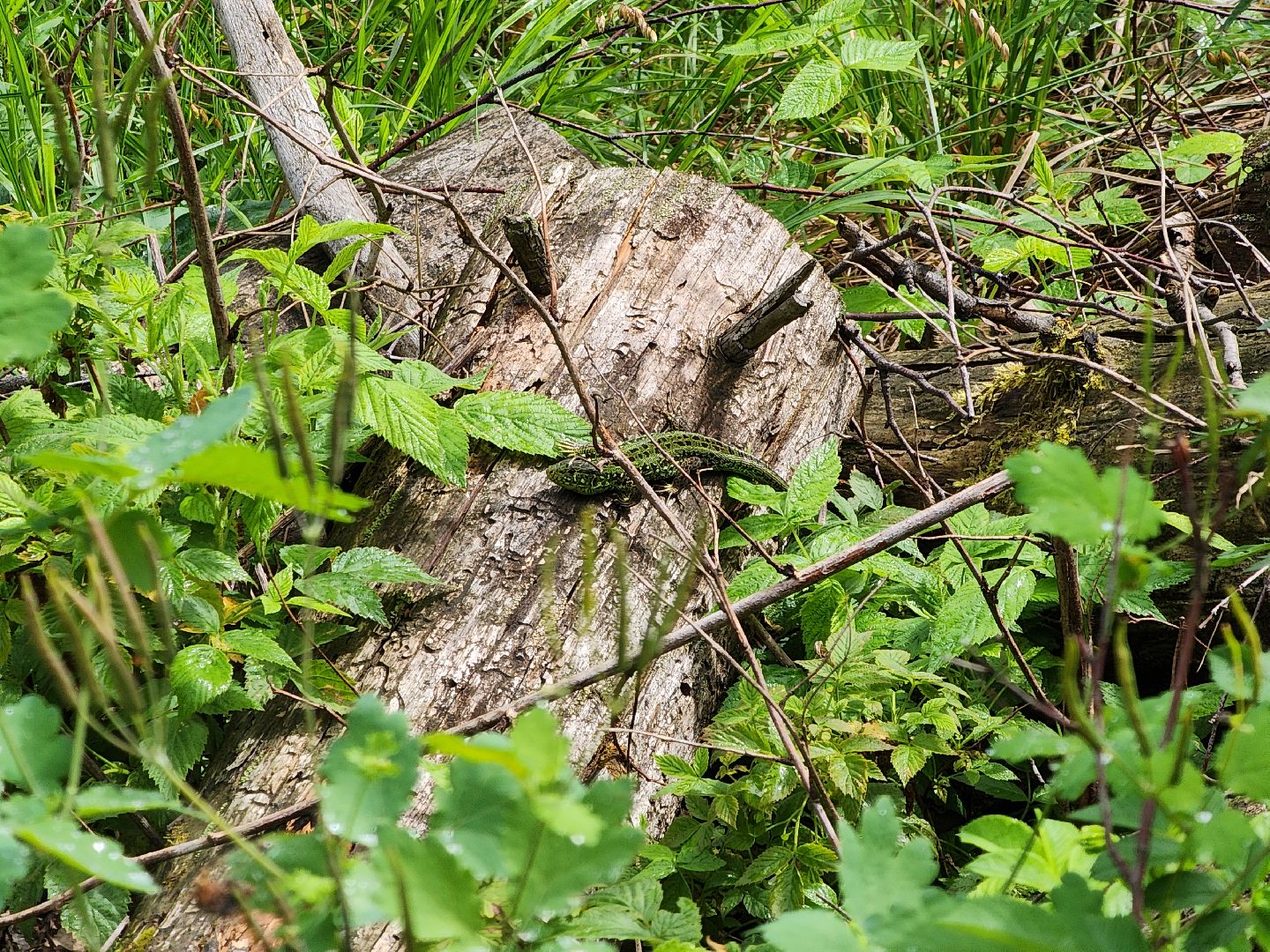 Черноголовка, Экология, Летний лагерь, дети,